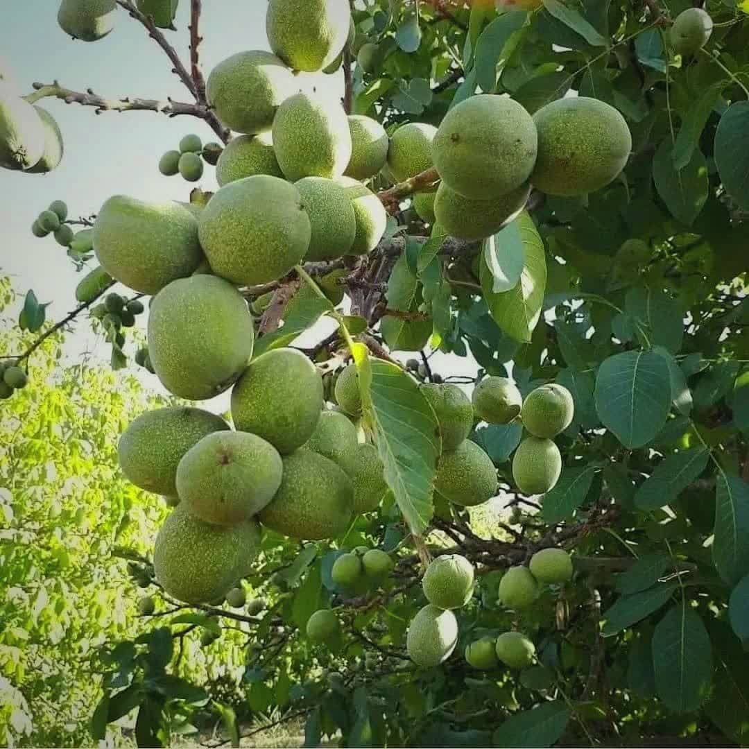 خرید نهال گردو