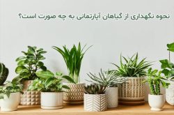 5 راهکار فوق‌العاده فوری برای نجات و نگهداری اصولی گیاهان آپارتمانی